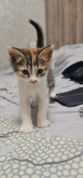 Котята месяц от роду