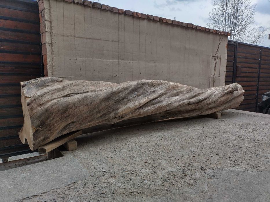 Trunchi/ buștean jugastru creț