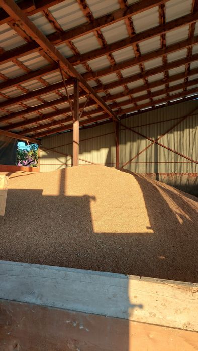 Vand Grâu recoltă 2025