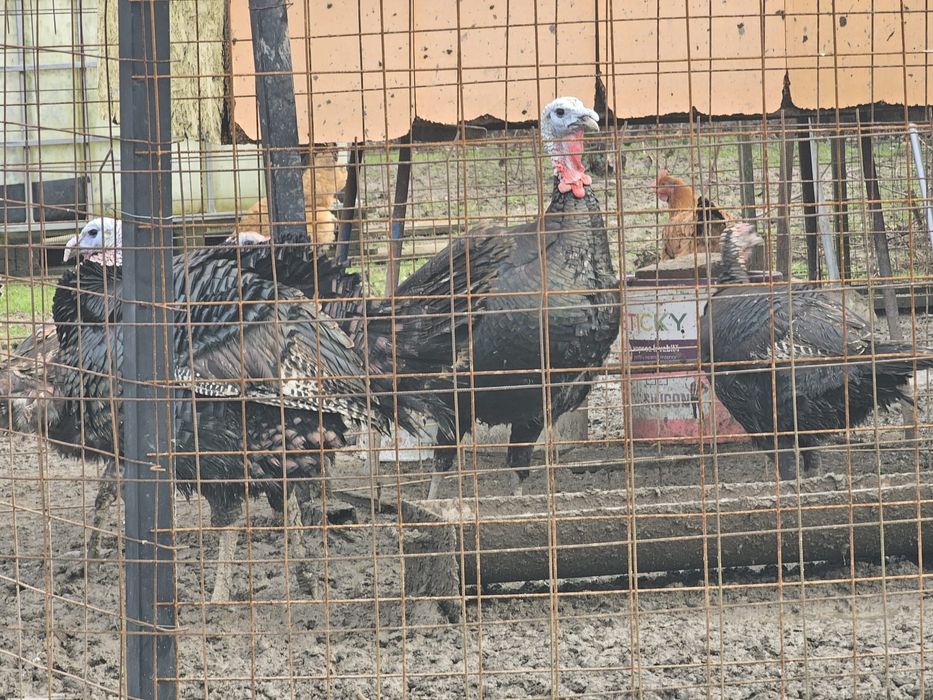 Vând 2 familii de curci bronzate sălbatice