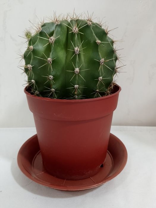 Кактус "Эхинопсис"  шаровидной формы