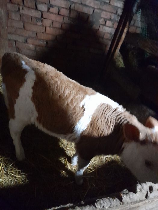 Продам телочку возраст месяц