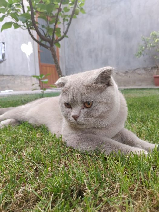 Kelishamiz. Skottish Fold