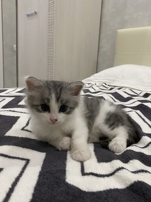 Отдам котят в добрые руки