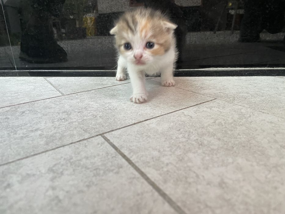Скотиш фолд мушукчалар сотилади 7 та