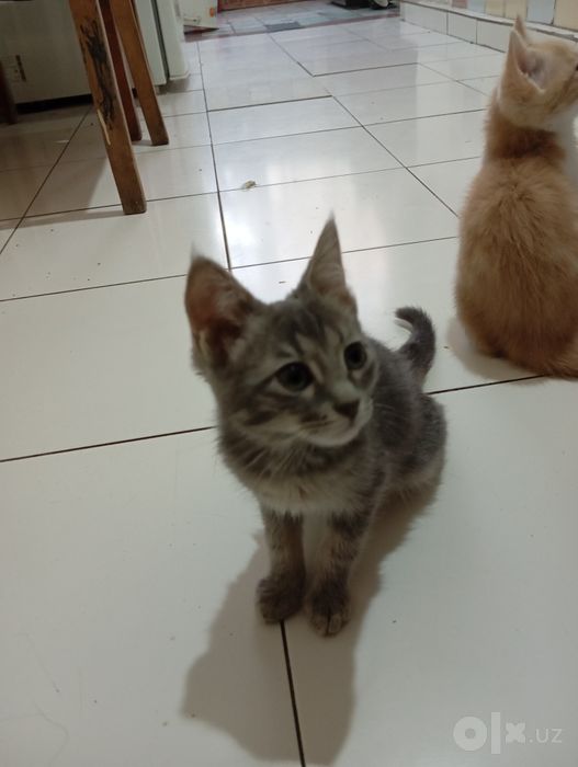 СРОЧНО! Отдаём домашних котят