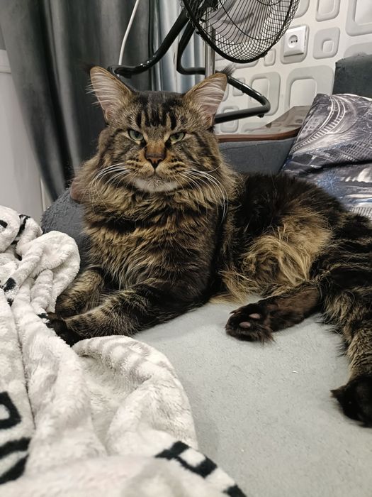 Вязка кот мейнкун