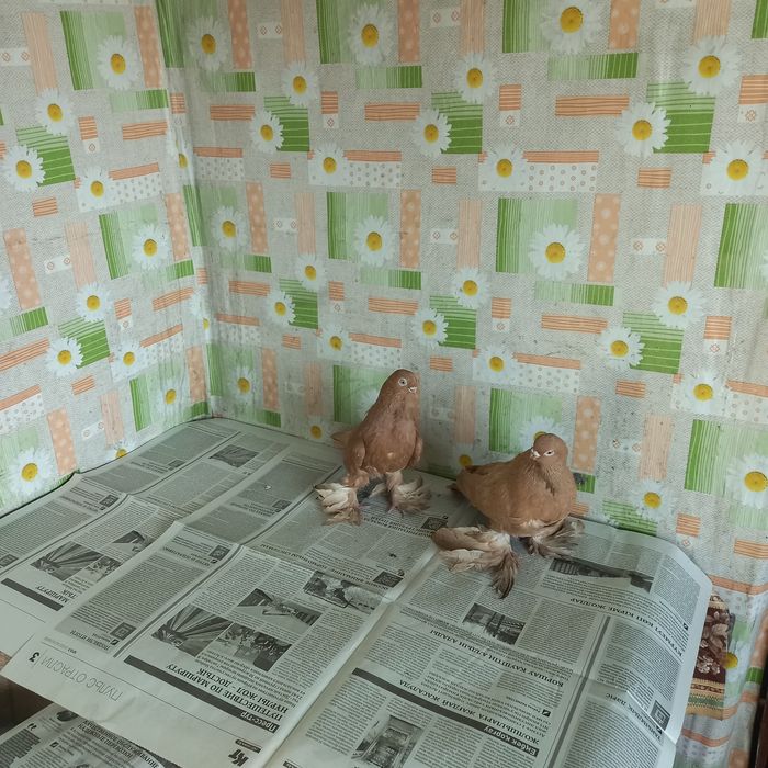 Голуби мелконосые