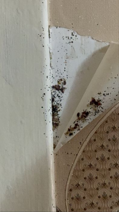 Дезинфекция, уничтожения клопов, тараканы.Dezinfeksiya xizmati