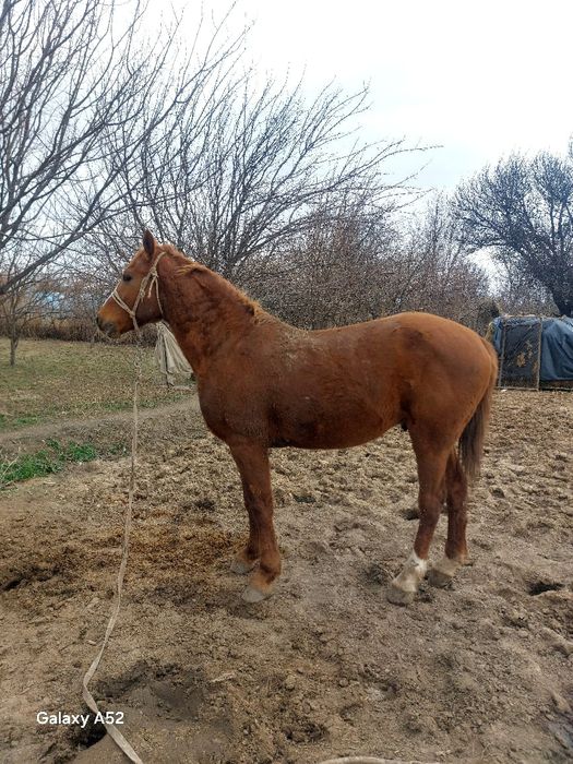 Айғыр сатылады..