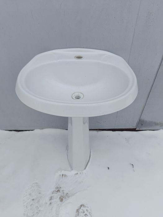 Тюльпан раковина.