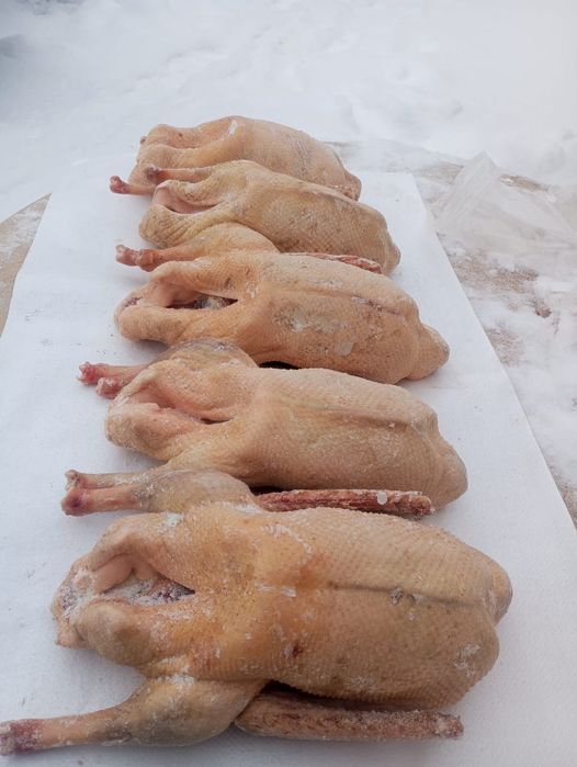 Гуси, мясо гусей тушками Халаль!!!