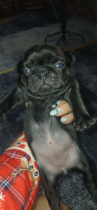 Продаются щенки мопса