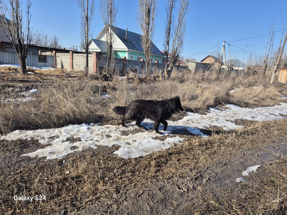 Немецкий  овчарка  вязка