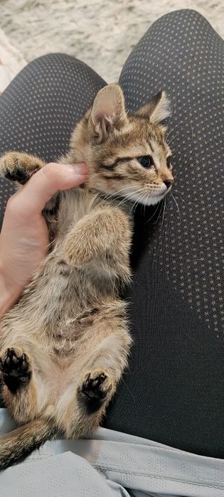 Котики в заботливые руки