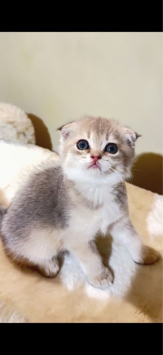 Продаются котятки фолд и британские