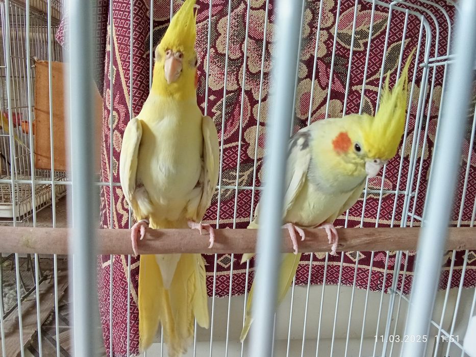 Кареллы попугай есть мальчики и девочки