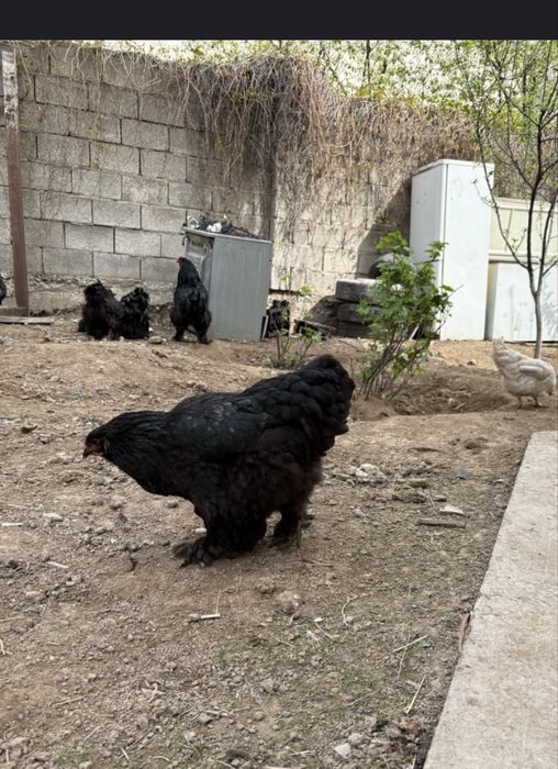 Инкубационые яйца на заказ