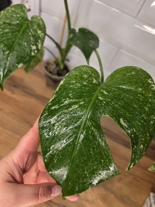 Монстеры Минт Monstera Mint