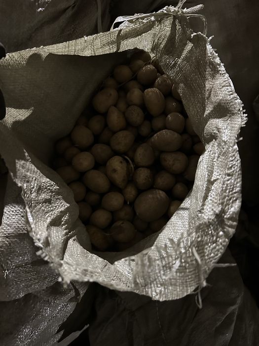 Продам картофель для скота