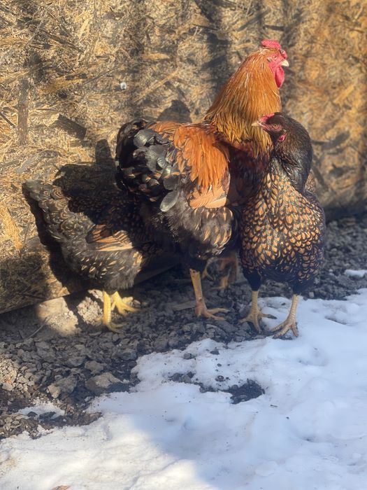 familie wyandotte gsg