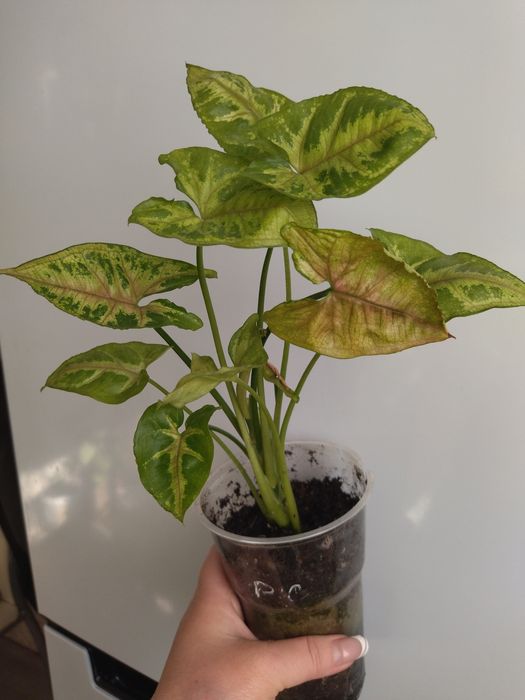 Продам цветы сингониум "Тиффани"