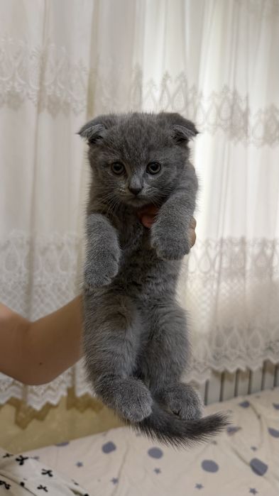 Кошка Скоттиш страйт, фолд