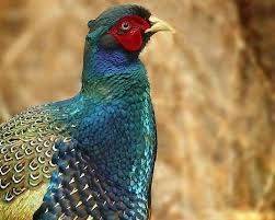 Фазаны куры голуби