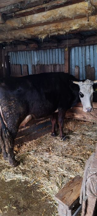 Vaca de vânzare buna de lapte