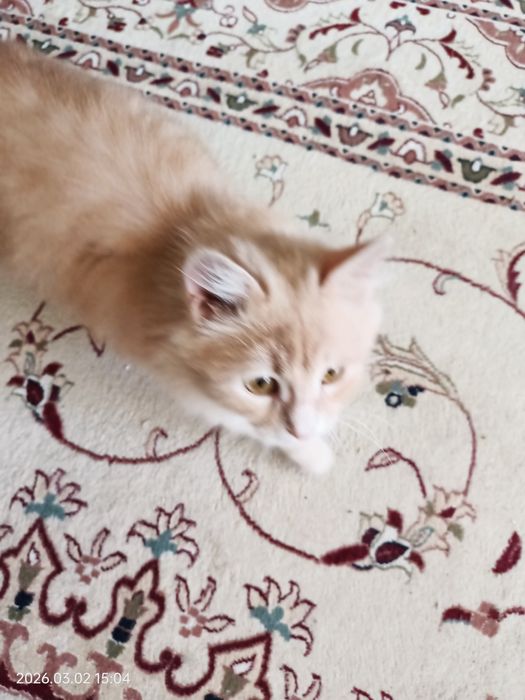 Отдам котенка мальчика