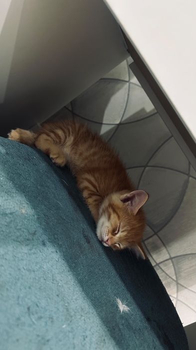 Отдам котят в добрые руки.