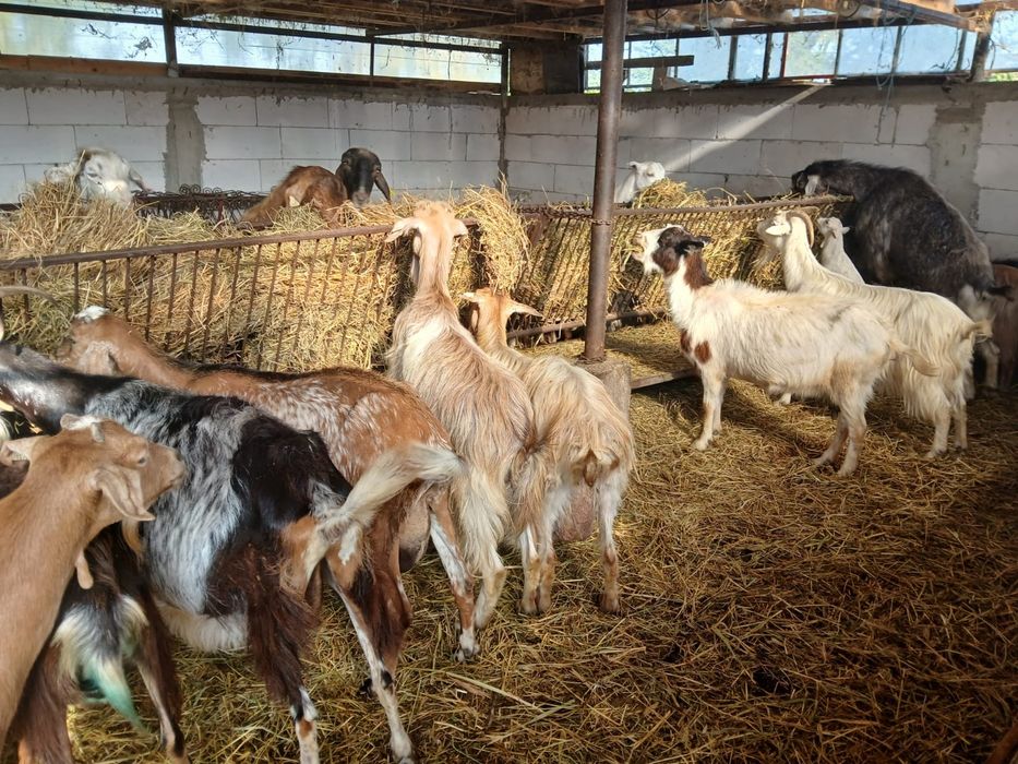 Vând 35 de capre și 15 plus iede și miei