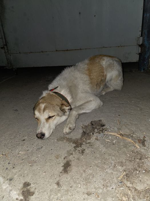 Собака в добрые руки