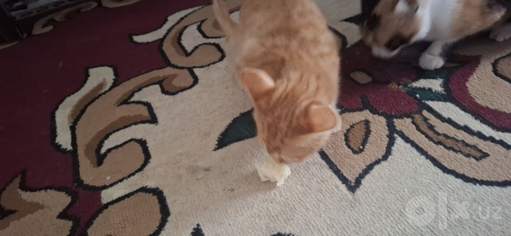 Отдам        котят