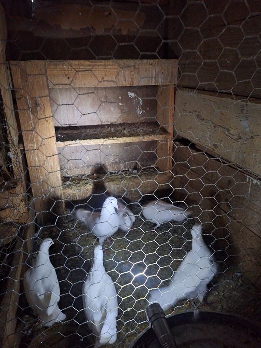 30  de lei bucata albi