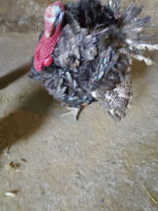 Ундук коразы сатылады