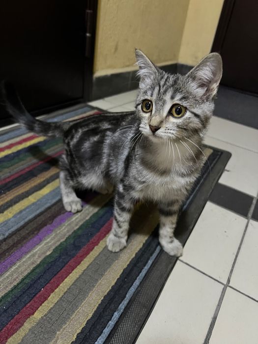 Срочно котёнок мальчик в хорошие руки