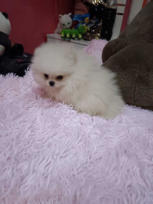 Померан момчета от елитни родители