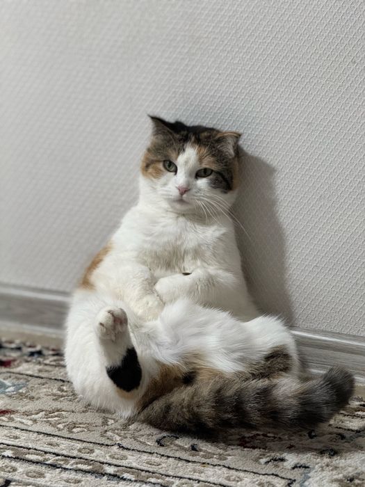 отдам хорошие руки