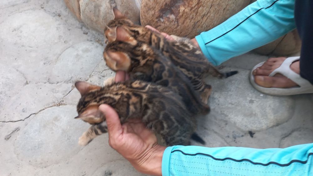 Бенгальские чистокровные котята!