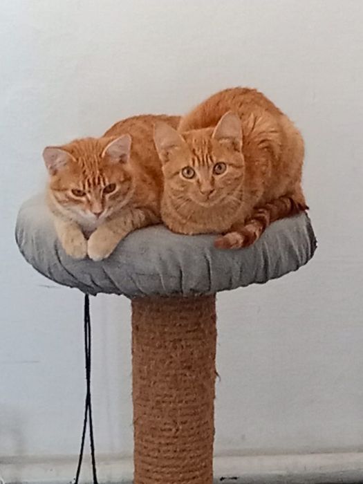 Отдам котиков в хорошие руки