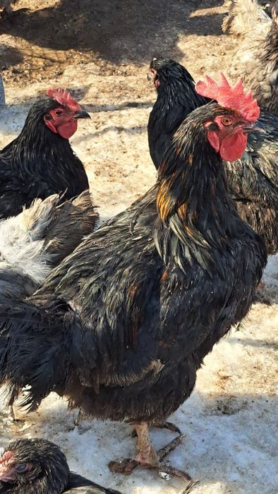 Сатылады, продаётся