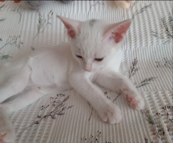 Котята в добрые руки.