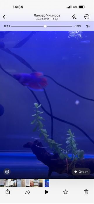 Петушок- аквариумная рыбка