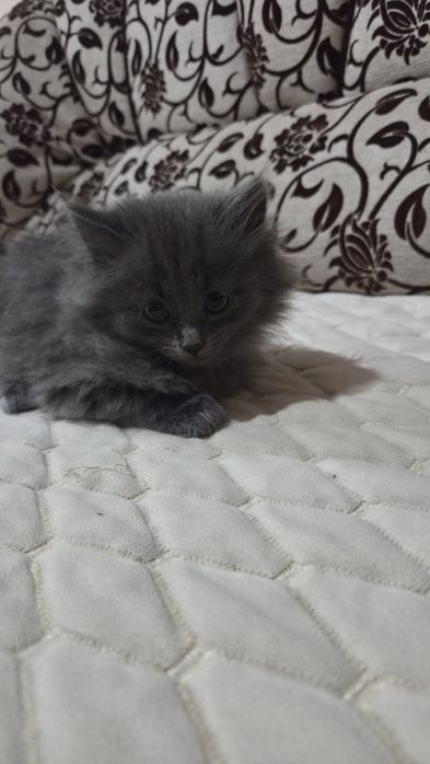 Отдам котят пушистиков