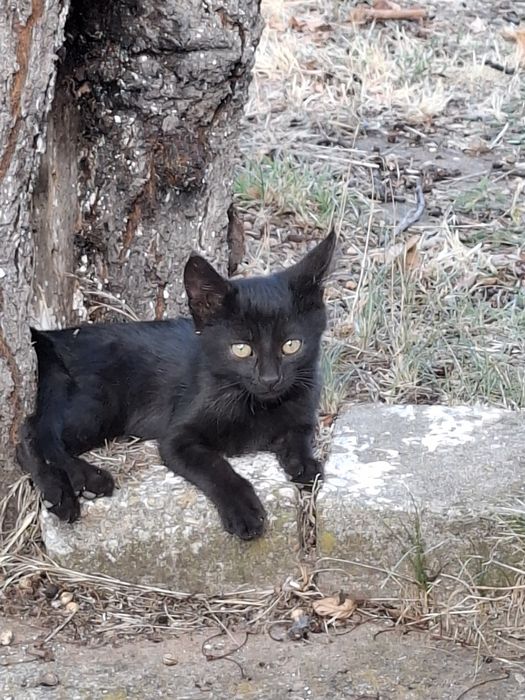 Подарявам котенца