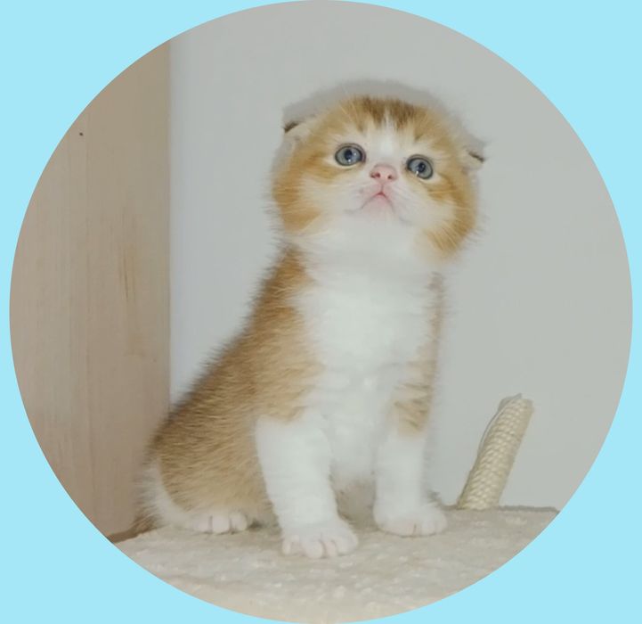Шотланские котята  мальчики чистокровные