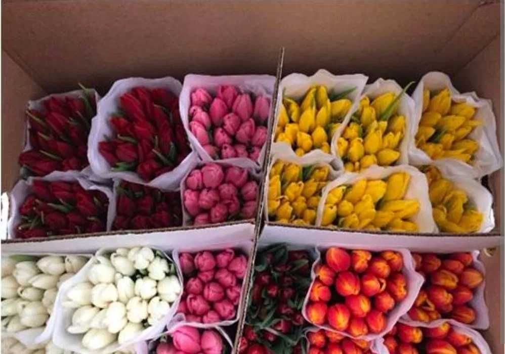 Оптом тюльпаны премиум класса оптом!Ищу ОПТОВИКОВ!