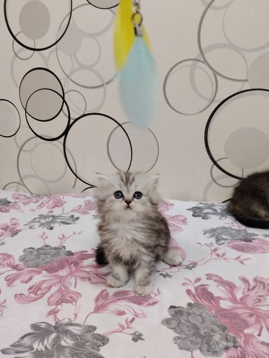 Шотланский Скоттиш Страйт!