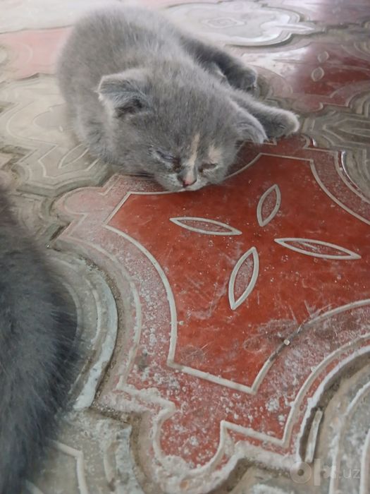 Mushuk bolalari sotiladi